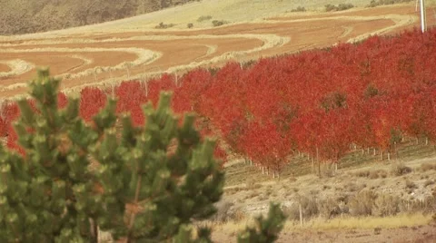 View of maple tree during autumn in Arlington Stock Footage 54593833