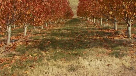 View of maple tree during autumn in Arlington Stock Footage 54593844