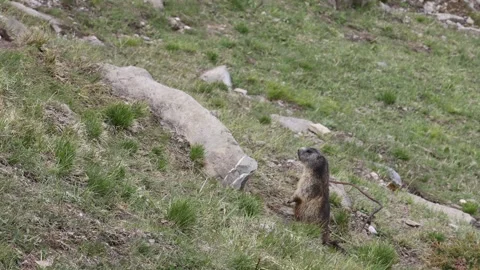 View of a marmot on a grassy alpine slope in Switzerland. Video stock 343668792