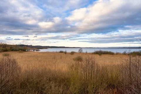 A view of a marsh filled with reeds. A dramatic sky in the background. Picture Stock Photos