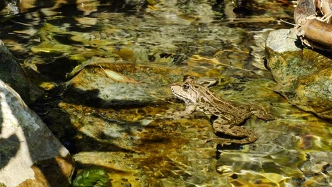 View on a Marsh frog resting in the waving water of a lake on a summer day. Stock Footage 118962720