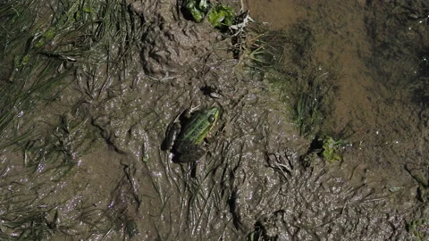 View on a Marsh frog resting in the waving water of a lake on a summer day. Stock Footage 133281915