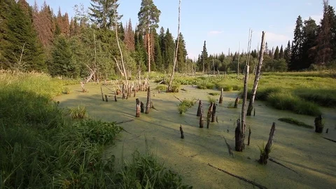 View of the marsh in the wilderness. Stock Footage 97890338