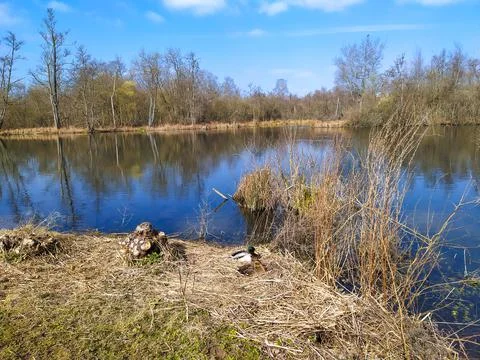 View of a marshy reserve Stock Photos