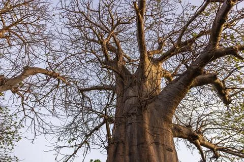 View of massive African baobab tree with spreading branches in Collins Park Stock Photos
