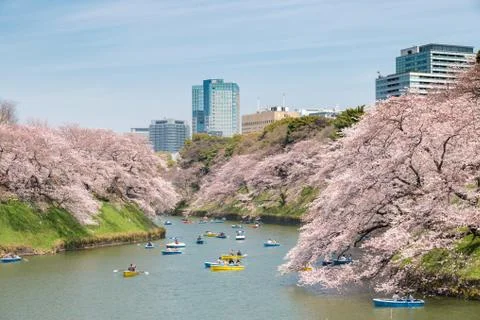 View of massive cherry blossoming in Tokyo, Japan as background. Photoed at C Stockfoto's