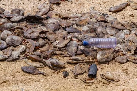 View of massive die-off of black triggerfish on the beach on Ascension Island in Stock Photos