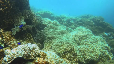 View of massive finger leather undersea blue water ocean surround by other types Stock Footage 238504853