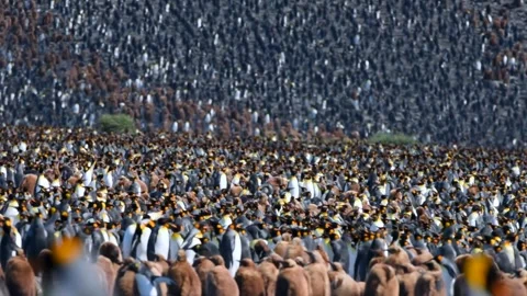 View of a massive King Penguin colony, Antarctica. Stock Footage 339952398