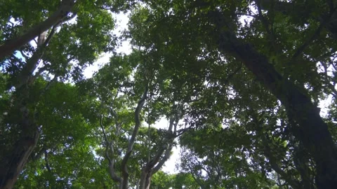 View of massive lush tree crowns from a moving boat on Tahas river Stock Footage 318735742