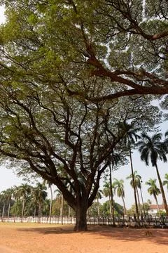 View of a massive old tree in the premises of an old Church in Goa Stock Photos
