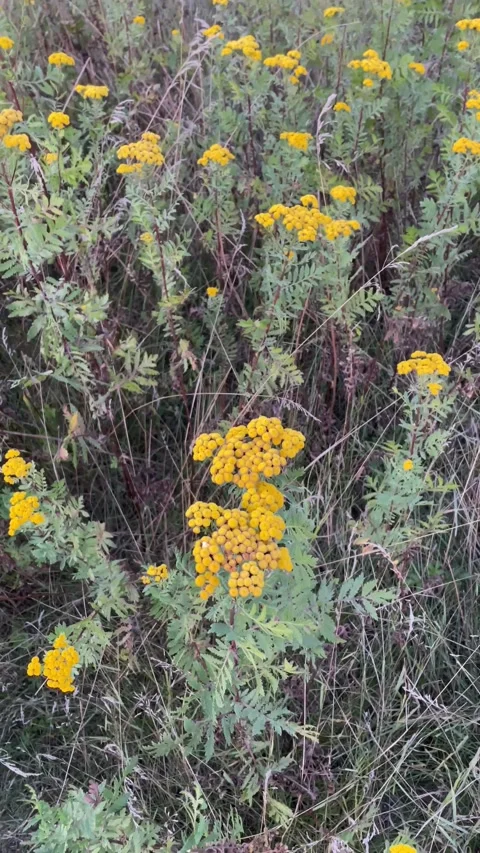 View of a meadow with different herbs Stock Footage 201499919