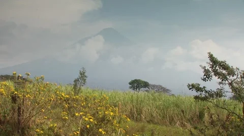 View of meadow Stock Footage 55312957