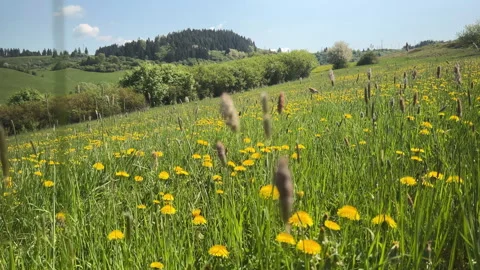 View of a Meadow Full of Yellow Dandelions Stock Footage 308305531