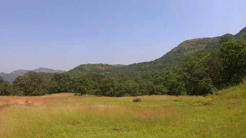 View of a meadow in the middle of the forests Video stock 96598335