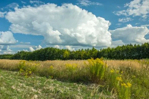 View on the meadow next to the forest Stock Photos