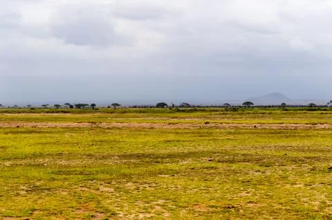 View of the meadow in the savannah Stock Photos