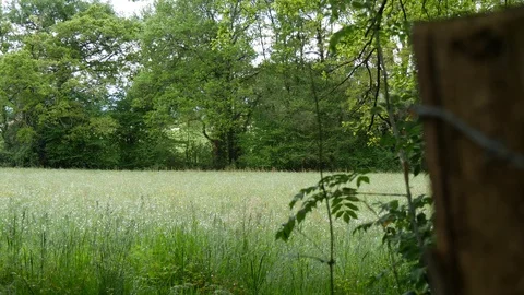View of the meadow springtime, slider dolly movement video Stock Footage 107772889