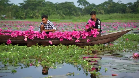 View of men in a boat filled with pink water lilies, Bangladesh. Video stock 335006111
