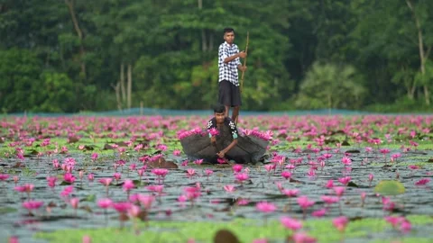 View of men in a boat picking pink water lilies, Bangladesh. 스톡 동영상 335000384