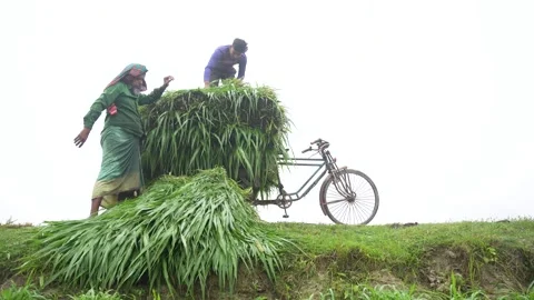 View of men loading grass onto a bicycle in Bogura, Bangladesh. Video stock 334986367