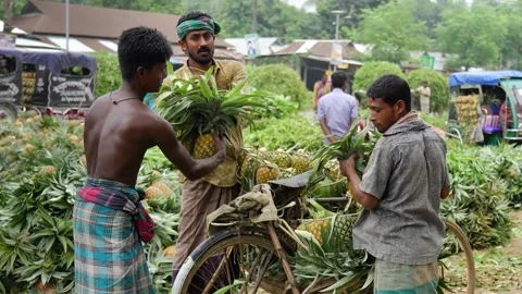 View of men loading pineapples onto a bicycle in Madhupur, Bangladesh. Vidéo 336428956