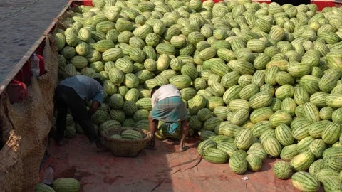 View of men loading watermelons at Sadarghat, Bangladesh. 스톡 동영상 335008756