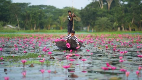 View of men picking pink water lilies from a boat, Bangladesh. 스톡 동영상 335000002