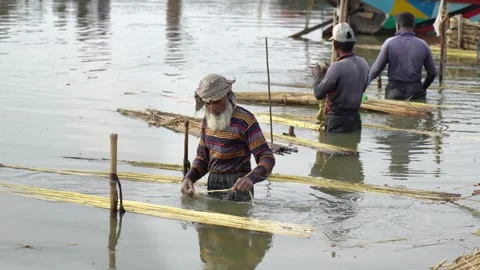 View of men processing jute fibers in water, Bangladesh. 스톡 동영상 335558289