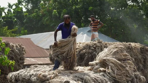 View of men processing raw jute fiber in Jamalpur, Bangladesh. Stock-Footage 335560103