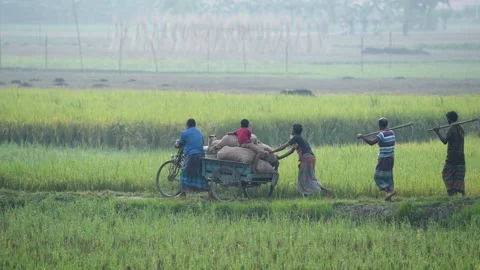 View of men pushing a cart through green fields, Bangladesh. Video stock 334965586