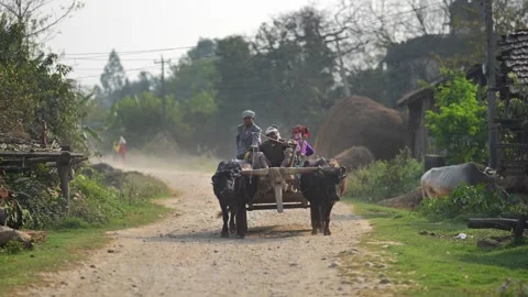 View of men riding an ox-drawn cart on a dusty rural road, Nepal. Vídeo Stock 335477349