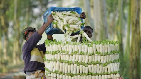 View of men stacking white radishes in a rural area, Bangladesh. Video stock 335021420