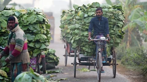View of men transporting large leaf bundles on bicycles, Bangladesh. Stock Footage 335017761