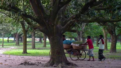 View of men transporting mangoes in Chapai Nawabganj, Bangladesh. Stock Footage 336427531