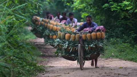 View of men transporting pineapples on bicycles, Bangladesh. Stockbeeldmateriaal 336428523