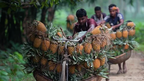 View of men transporting pineapples on bicycles in Madhupur, Bangladesh. Stock Footage 336428607
