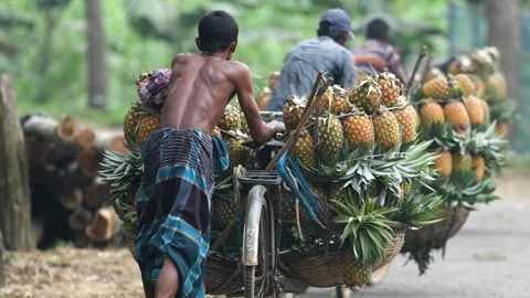 View of men transporting pineapples on bicycles in Madhupur, Bangladesh. Video stock 336428643