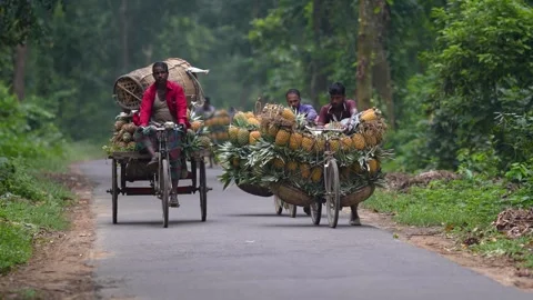 View of men transporting pineapples on bicycles in Madhupur, Bangladesh. Stock Footage 336428670
