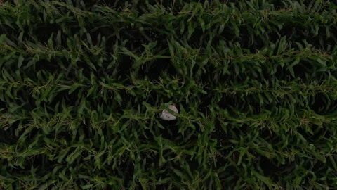View of men walking through Cornfield Stock Footage 138565861