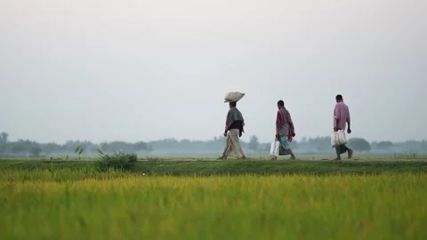 View of men walking through rice fields in Bogura, Bangladesh. Stock Footage 334979887