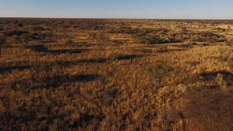 A view of men walking through the savannah in Namibia. Stock Footage 77506975
