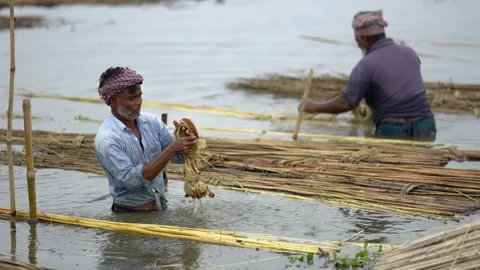 View of men washing and processing jute fibers in water, Bangladesh. Video stock 335559118