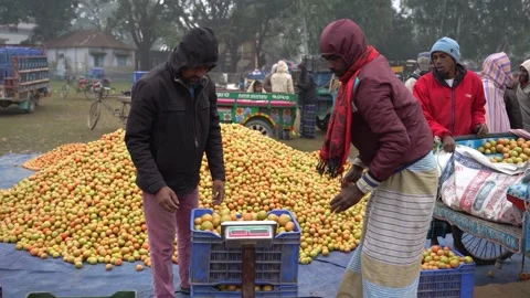 View of men weighing tomatoes at a local market in Bogura, Bangladesh. Stock Footage 336427181