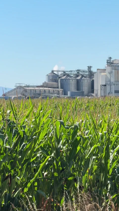View of methanol and ethanol factory plant in corn field. Bioagra Goswinowi.. Stockbeeldmateriaal 342486182