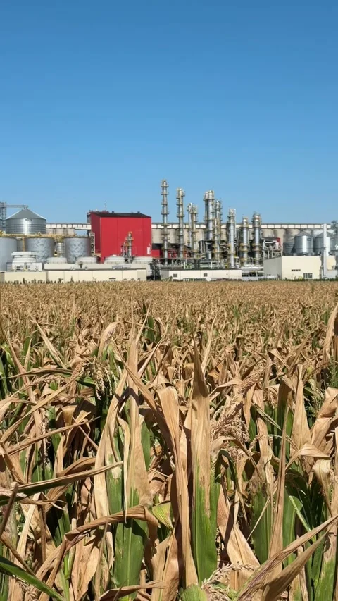 View of methanol and ethanol factory plant in corn field. Bioagra Goswinowi.. Stockbeeldmateriaal 342486270