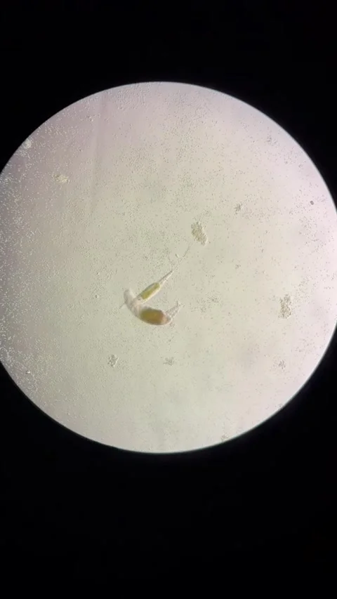 View of Microbes Under a Microscope in a Research Laboratory in China Video stock 337915491