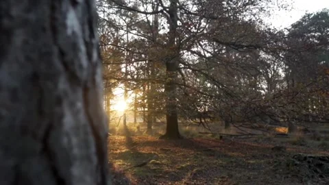 View in the middle of the forest Vídeo Stock 296567691