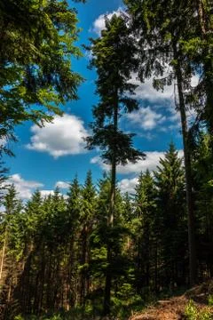 View in the middle of the forest with high trees, blue sky and clouds Stock-Fotos