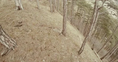 View from the middle of a hill overgrown with pine trees of the mountains Stock Footage 53564229